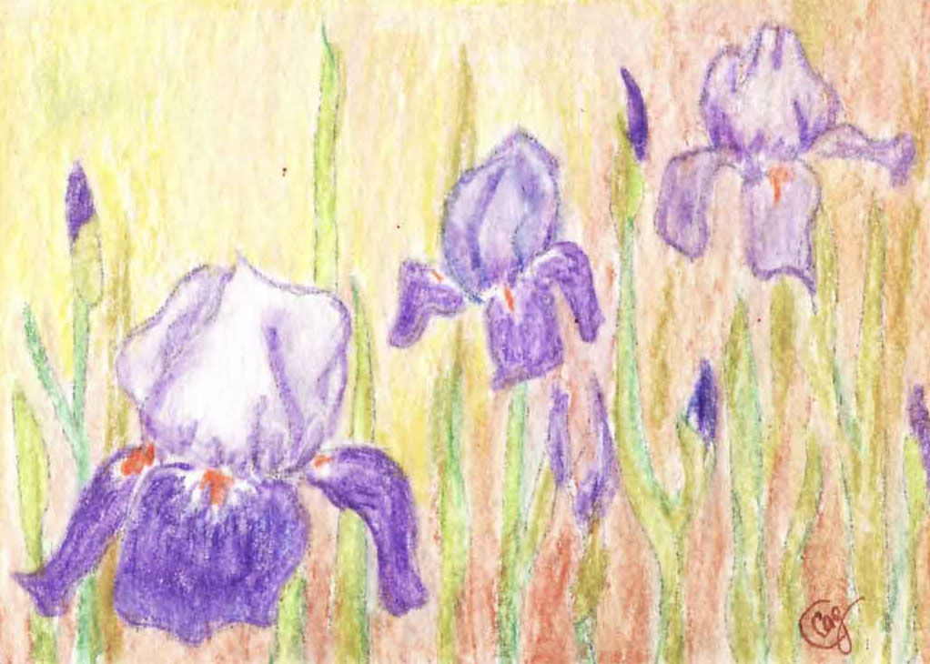 Iris, Carol Grovesteen, watercolor pencil