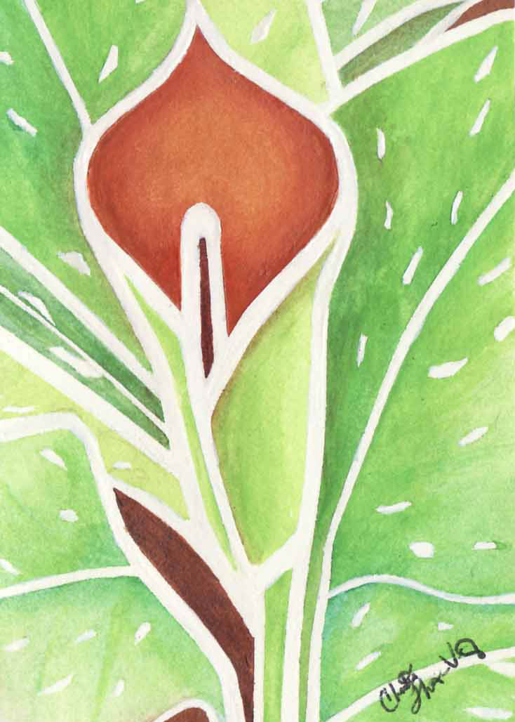 Prairie Lily, Christins Thomas-Virnig, watercolor