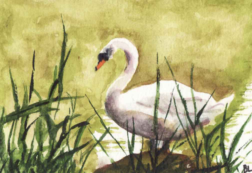 Swan, Bev Larson, watercolor