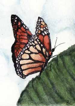 "Monarch" by Beverly Larson, Fitchburg, WI - Watercolor