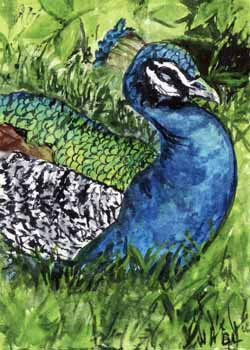 "Peacock" by Beverly Larson, Fitchburg, WI - Watercolor